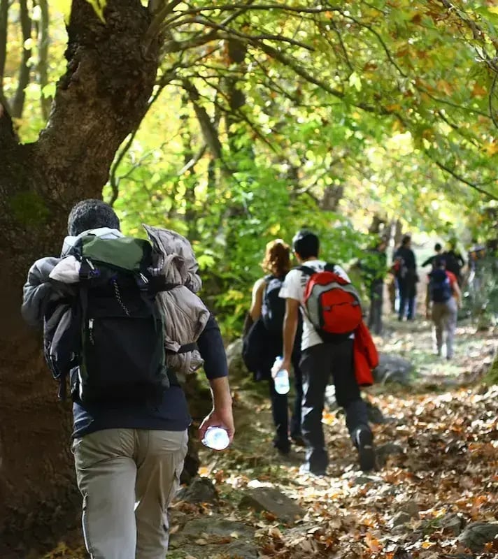 NAT_PED_hiking_forest (2)-1